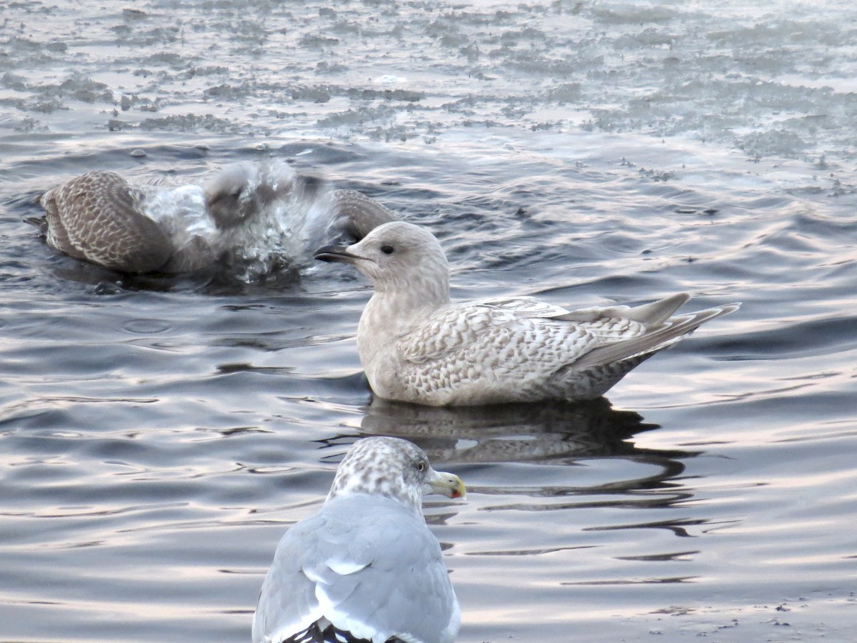 Gaviota Groenlandesa (de Kumlien) - ML646973160
