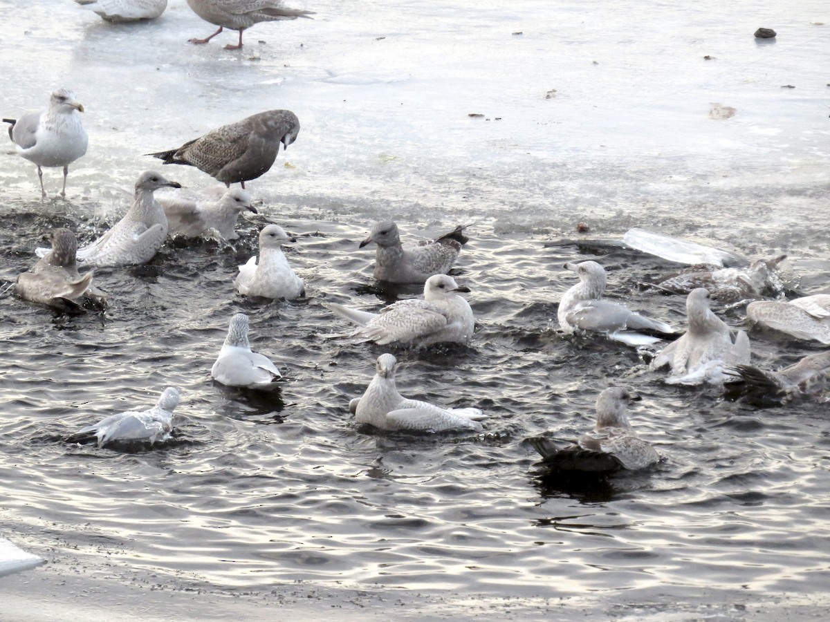 Gaviota Groenlandesa (de Kumlien) - ML646973161