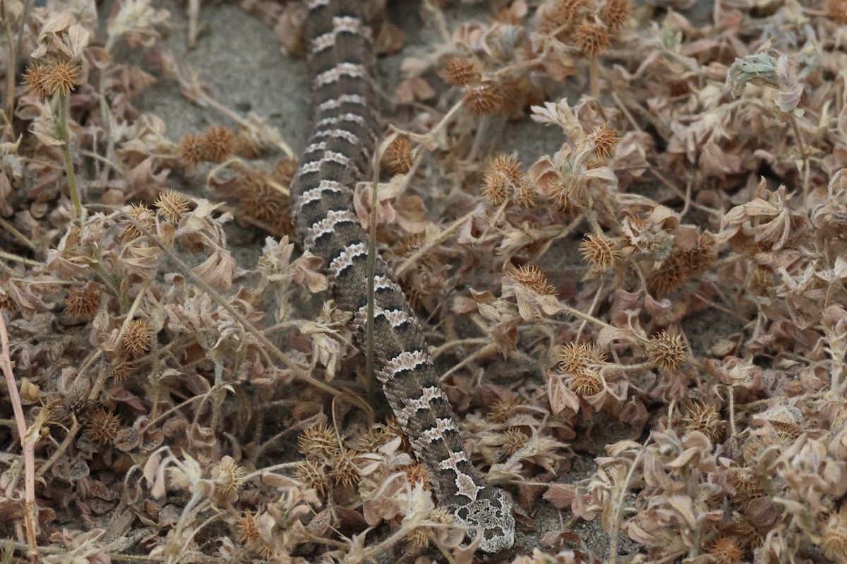 Patagonia Lancehead - ML646973163