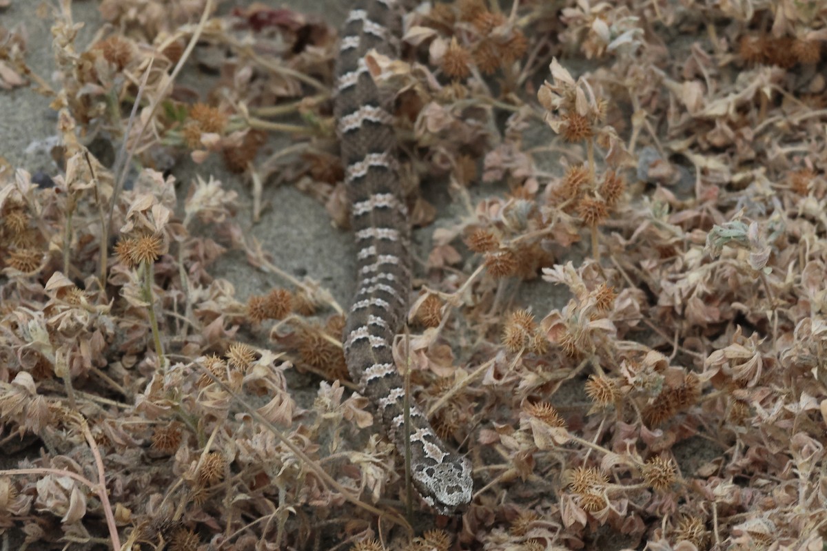 Patagonia Lancehead - ML646973164