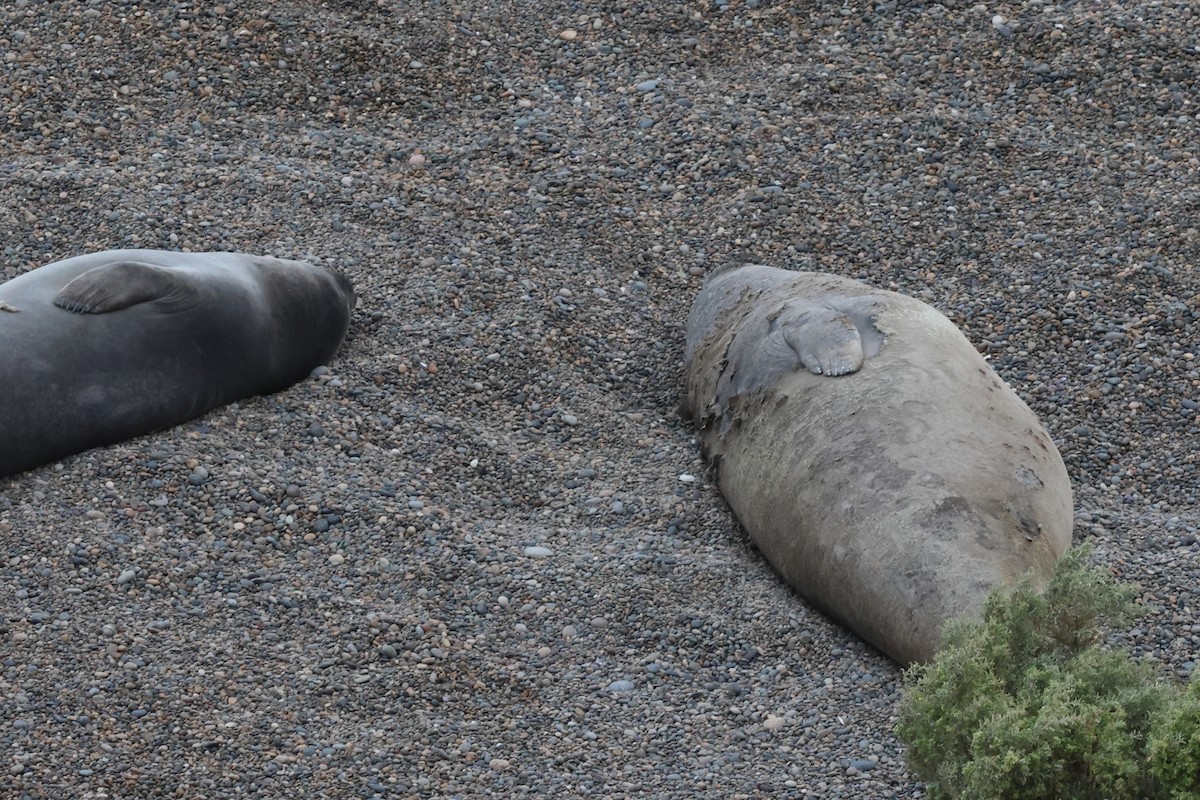 Southern Elephant Seal - ML646973165