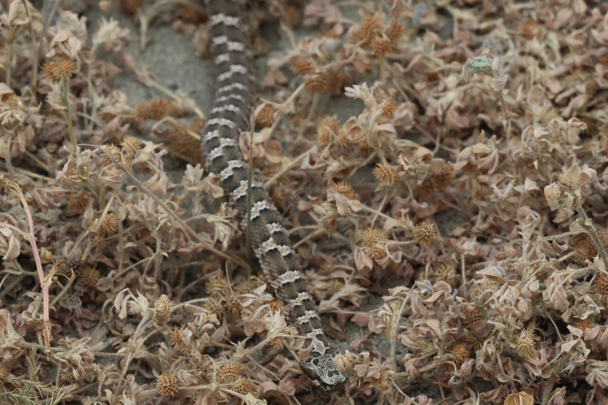 Patagonia Lancehead - ML646973168