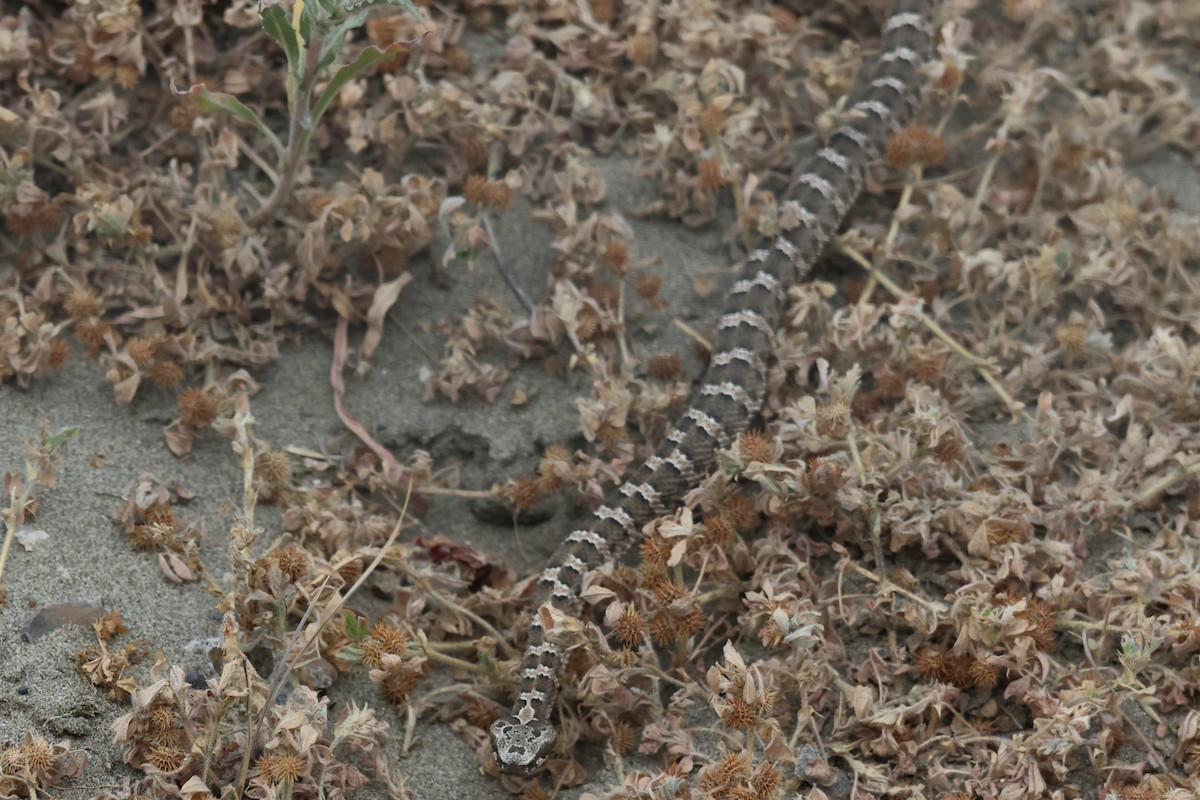 Patagonia Lancehead - ML646973169