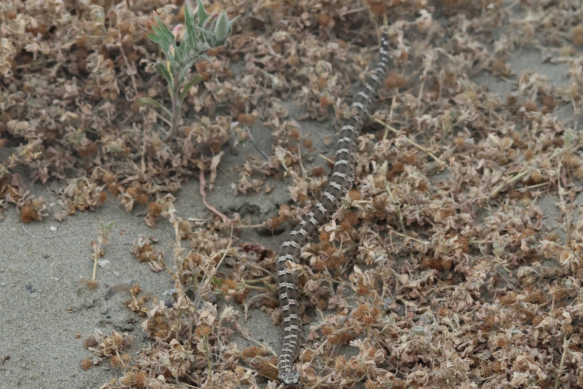 Patagonia Lancehead - ML646973170