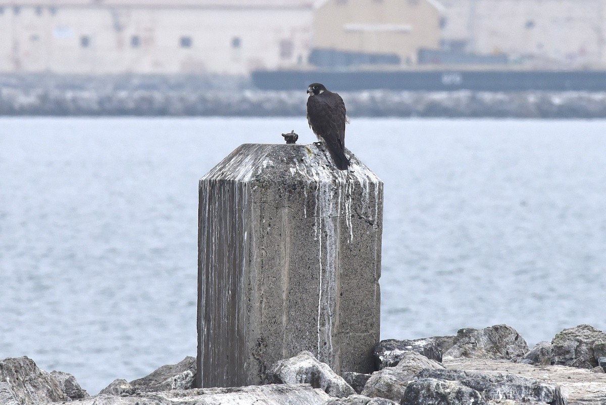 Halcón Peregrino - ML646973172
