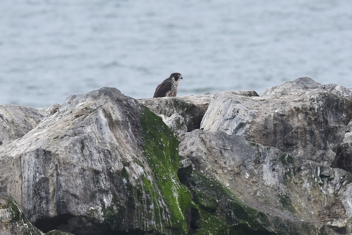 Halcón Peregrino - ML646973173