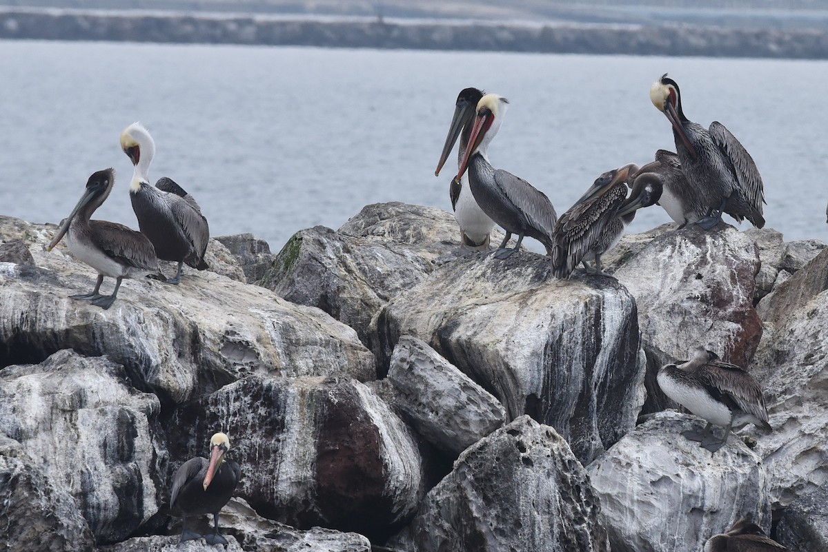 Brown Pelican - ML646973176