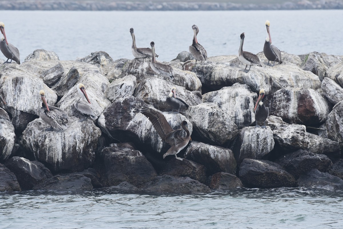 Brown Pelican - ML646973177