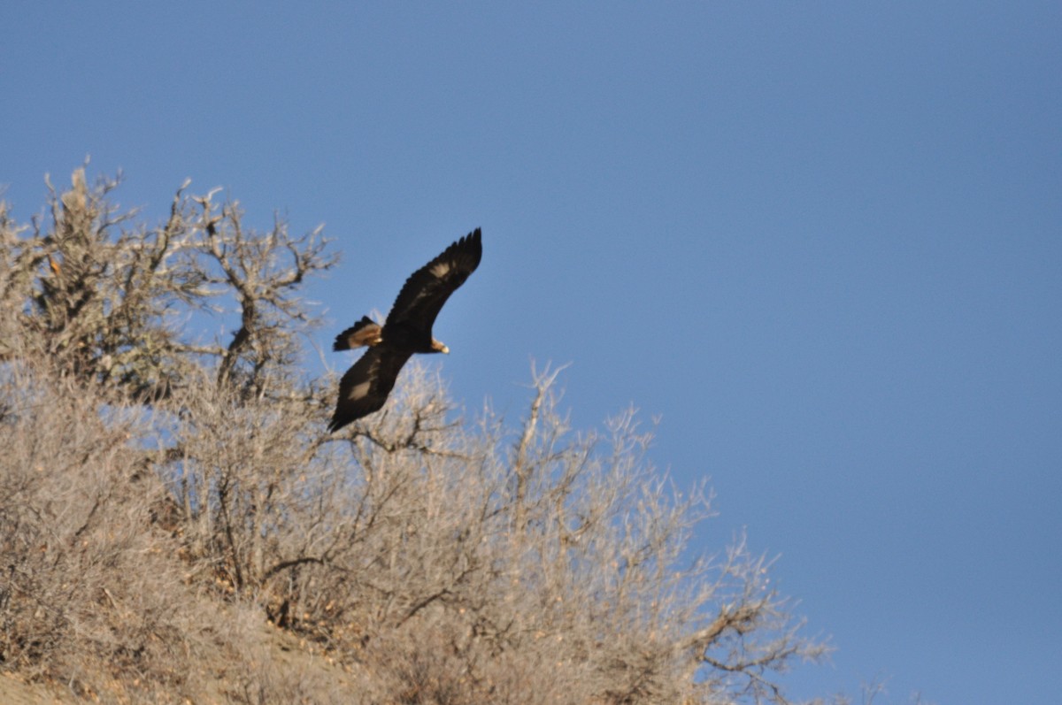 Беркут - ML646973190