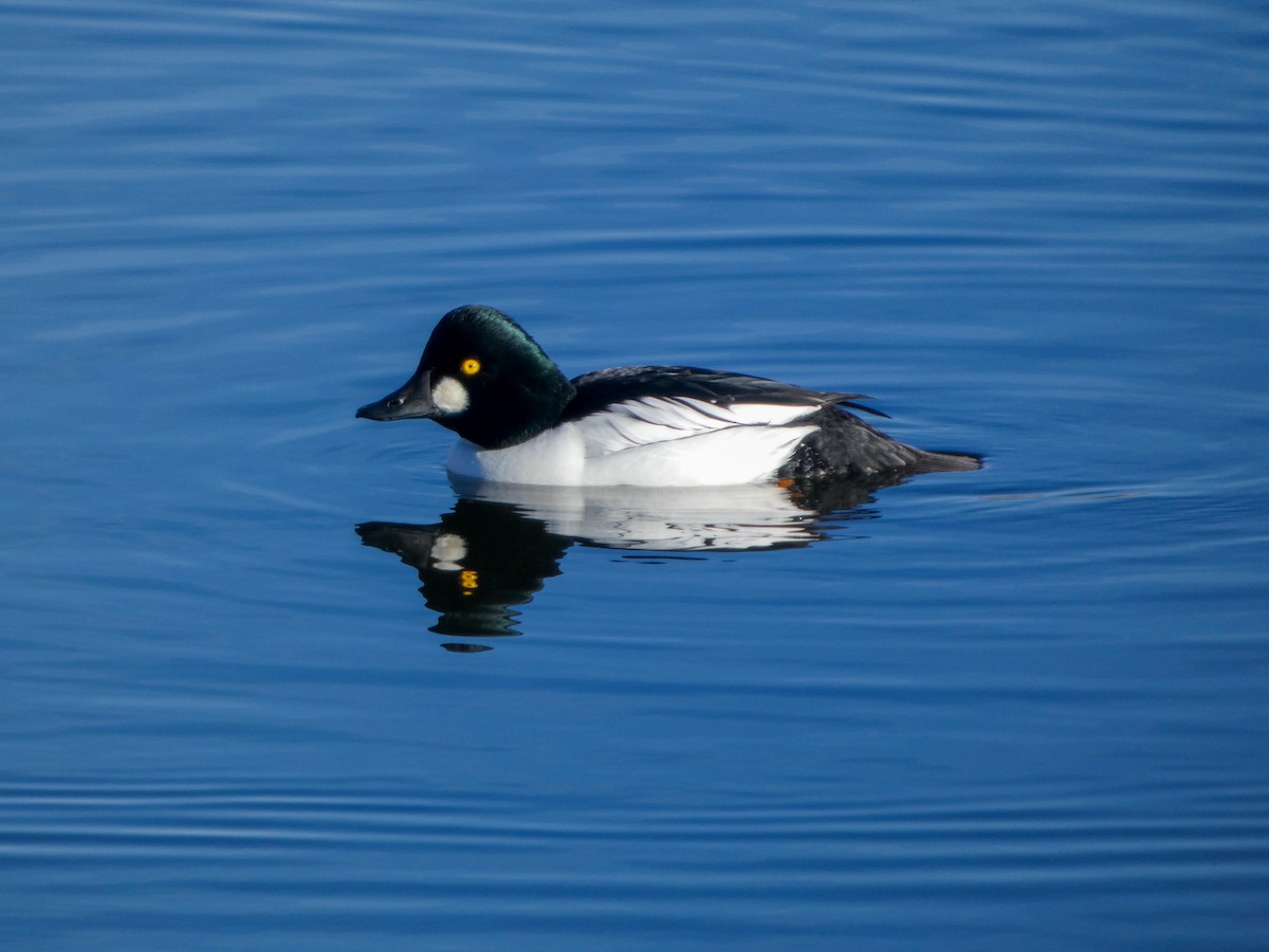 Common Goldeneye - ML646973191
