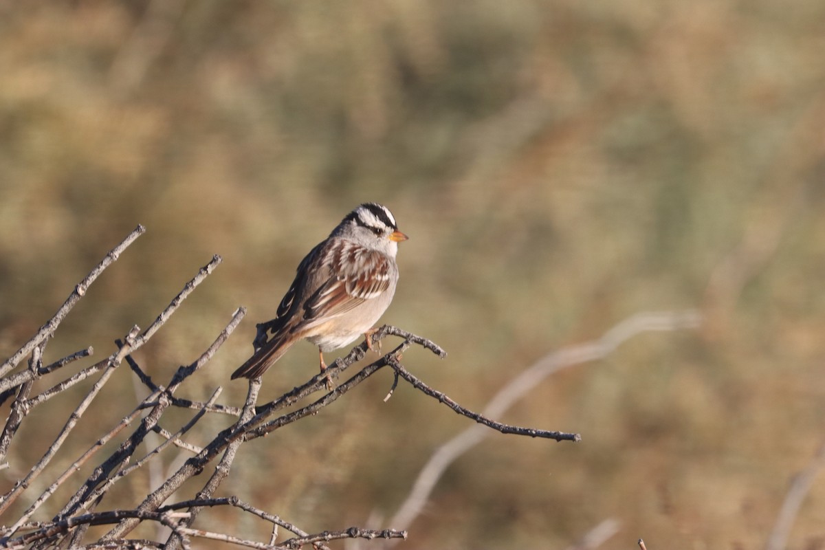 Porsuk Serçesi - ML646973192