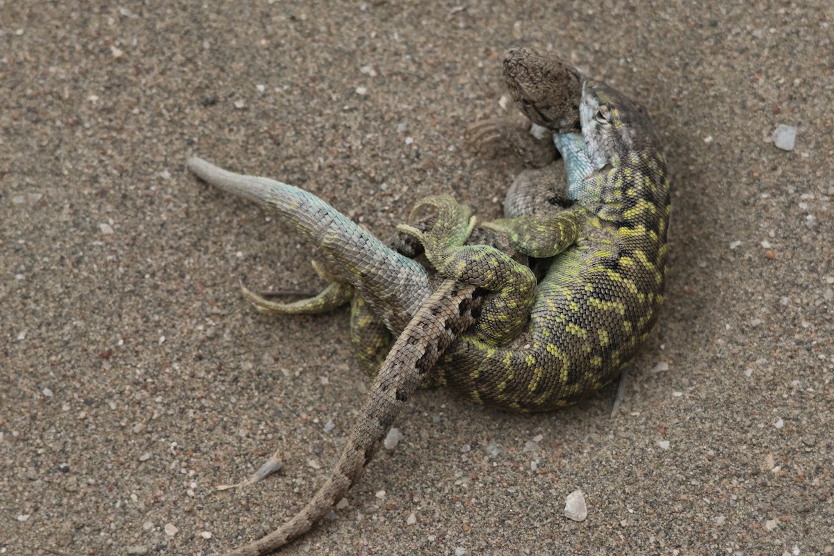 Black-faced Smooth-throated Lizard - ML646973195