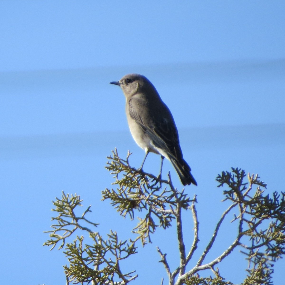 Mountain Bluebird - ML646973210