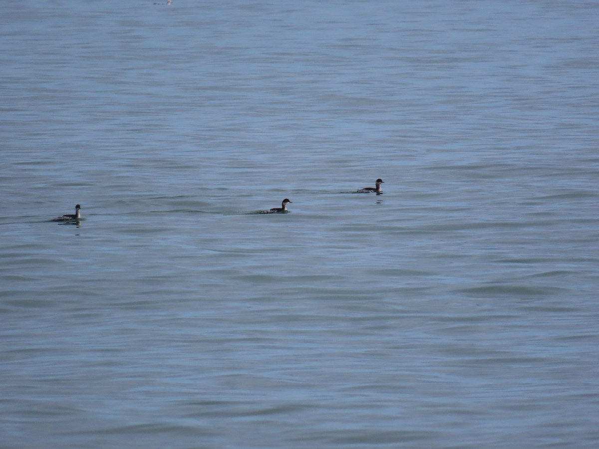 Eared Grebe - ML646973211