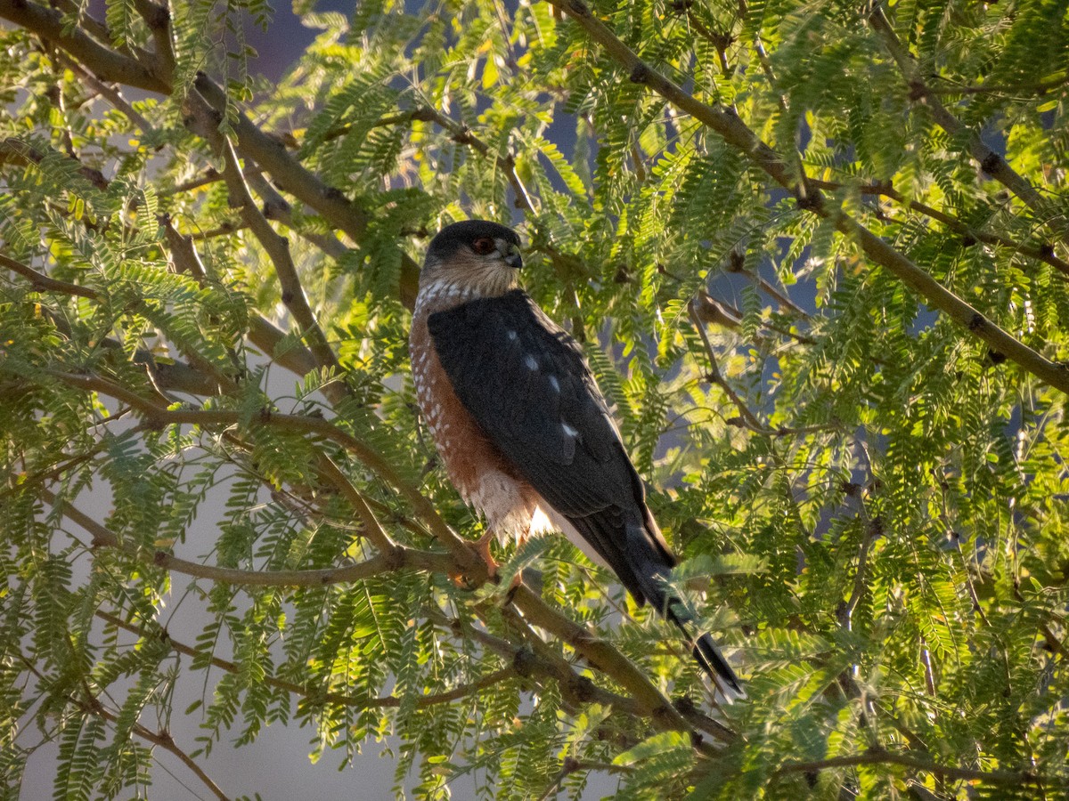 krahujec americký - ML646973212