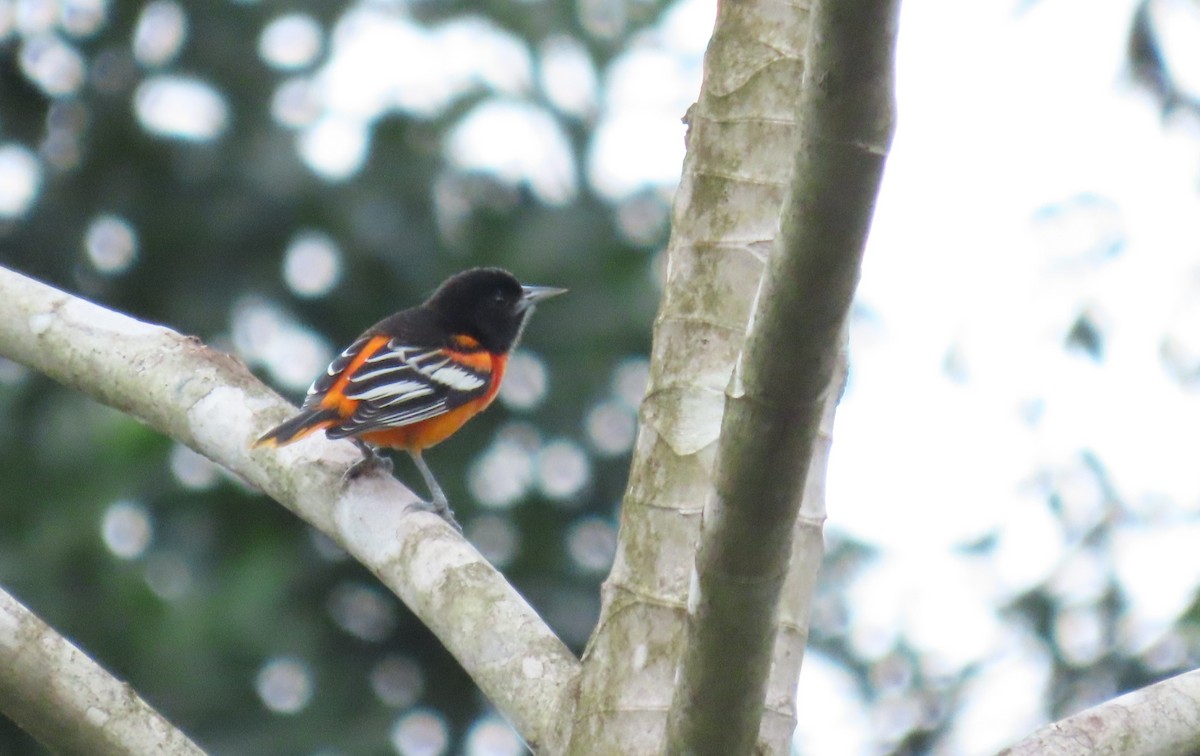 Baltimore Oriole - ML646973213