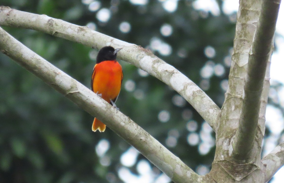 Baltimore Oriole - ML646973214