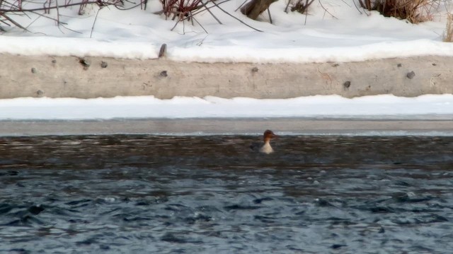 Zerra ertaina - ML646973216