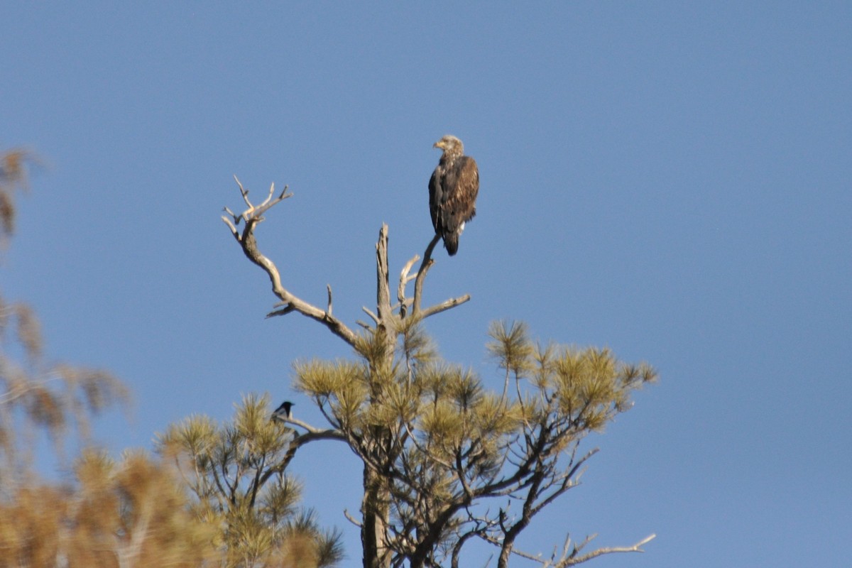 Беркут - ML646973217