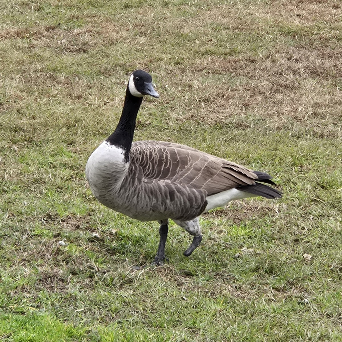 Канадская казарка - ML646973218