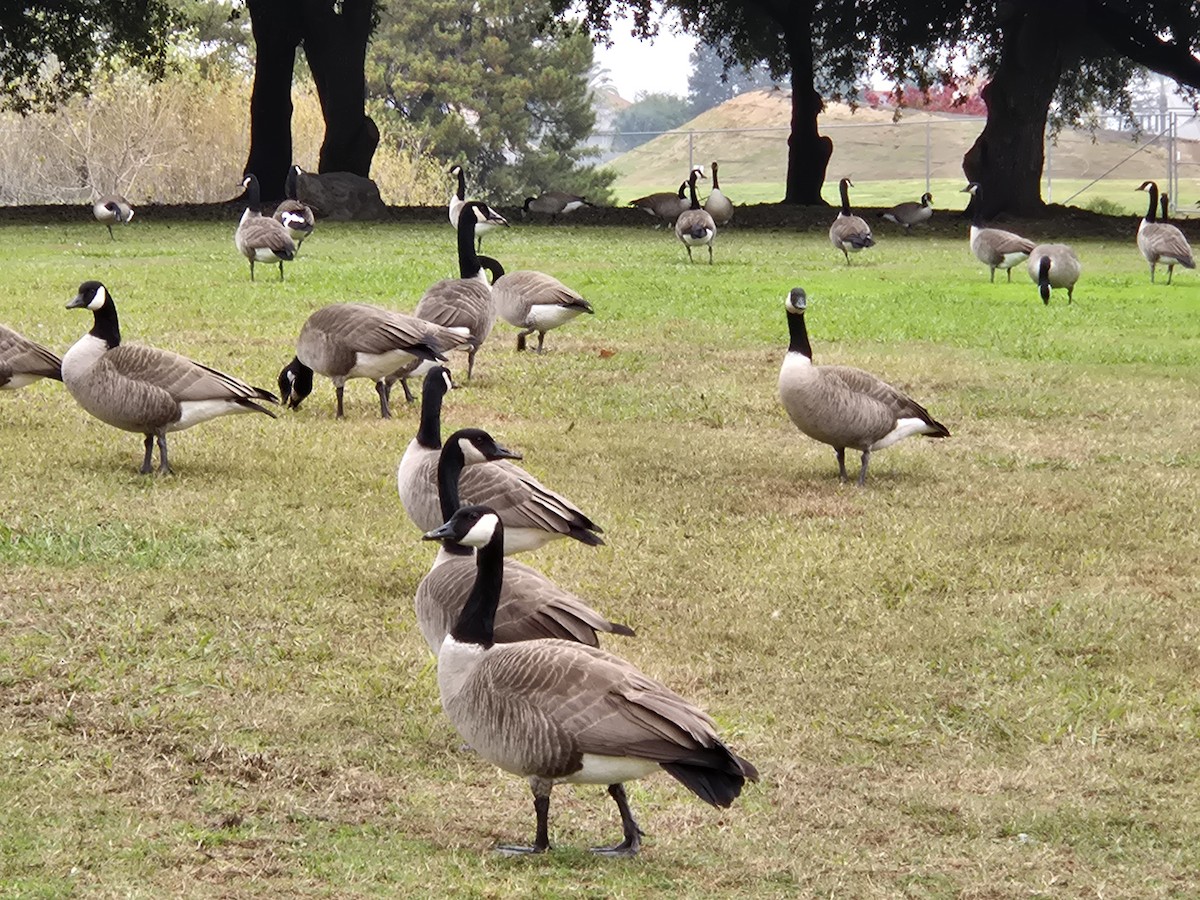 Канадская казарка - ML646973219