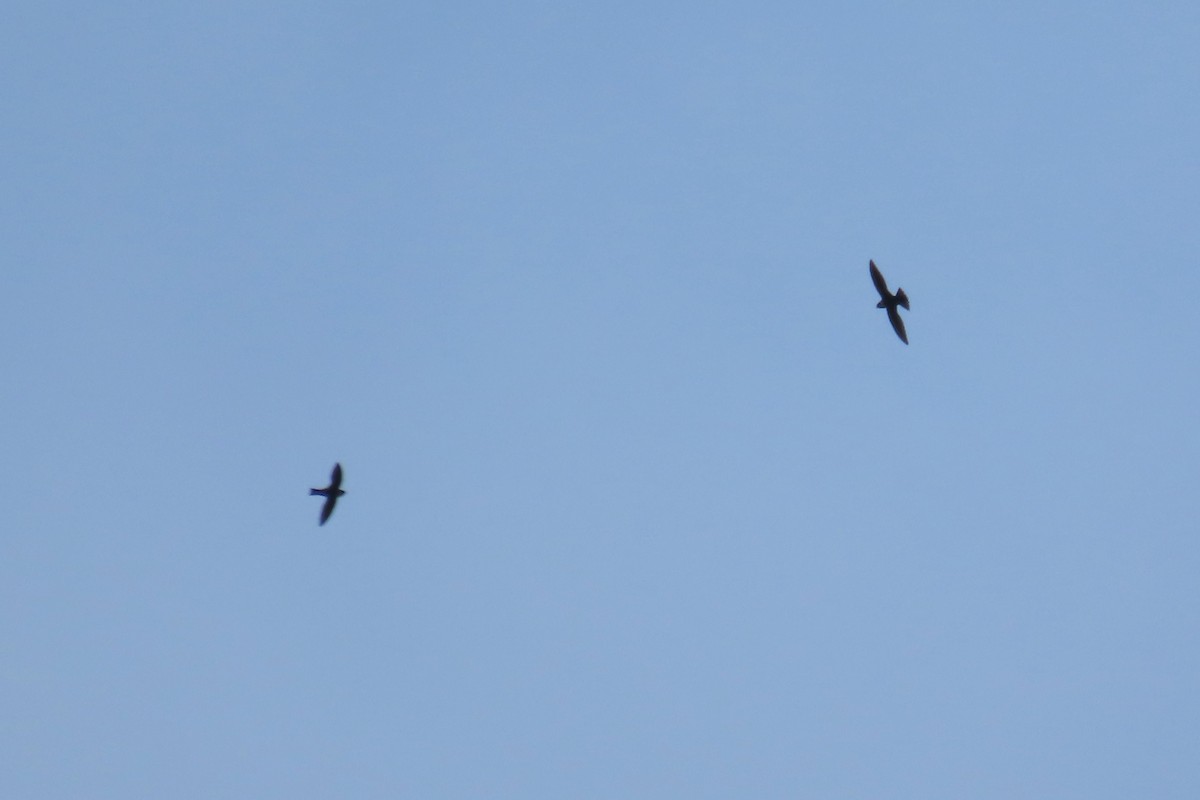 White-collared Swift - ML646973224