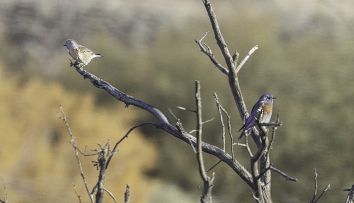 Western Bluebird - ML646973226