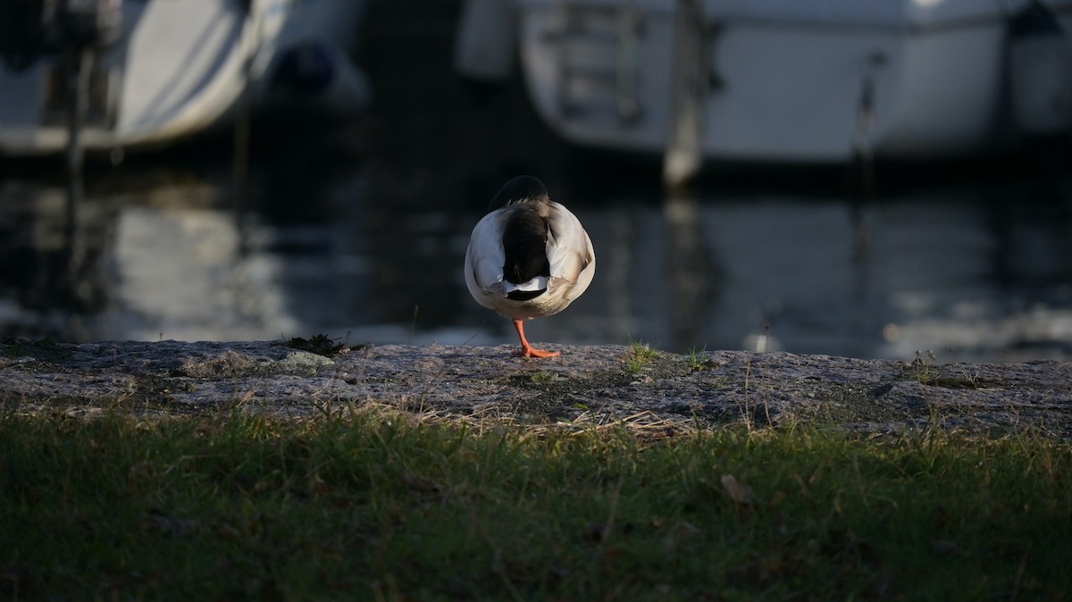 Basahatea (etxekoa) - ML646973240