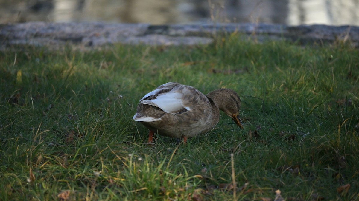 Basahatea (etxekoa) - ML646973243