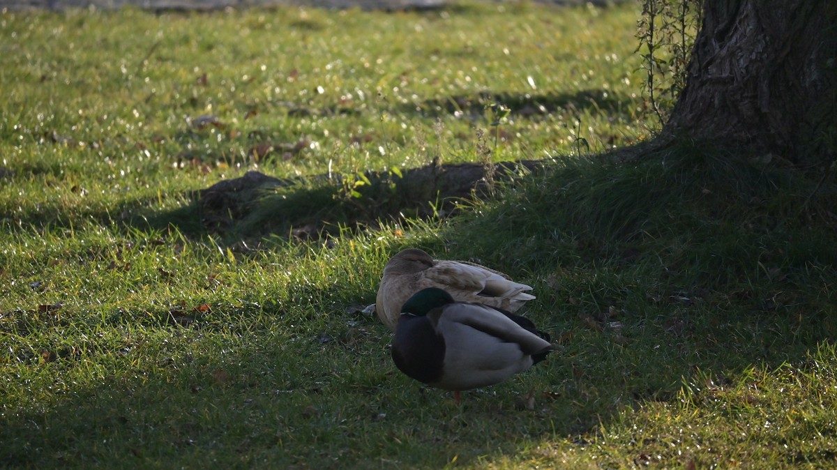 Basahatea (etxekoa) - ML646973244