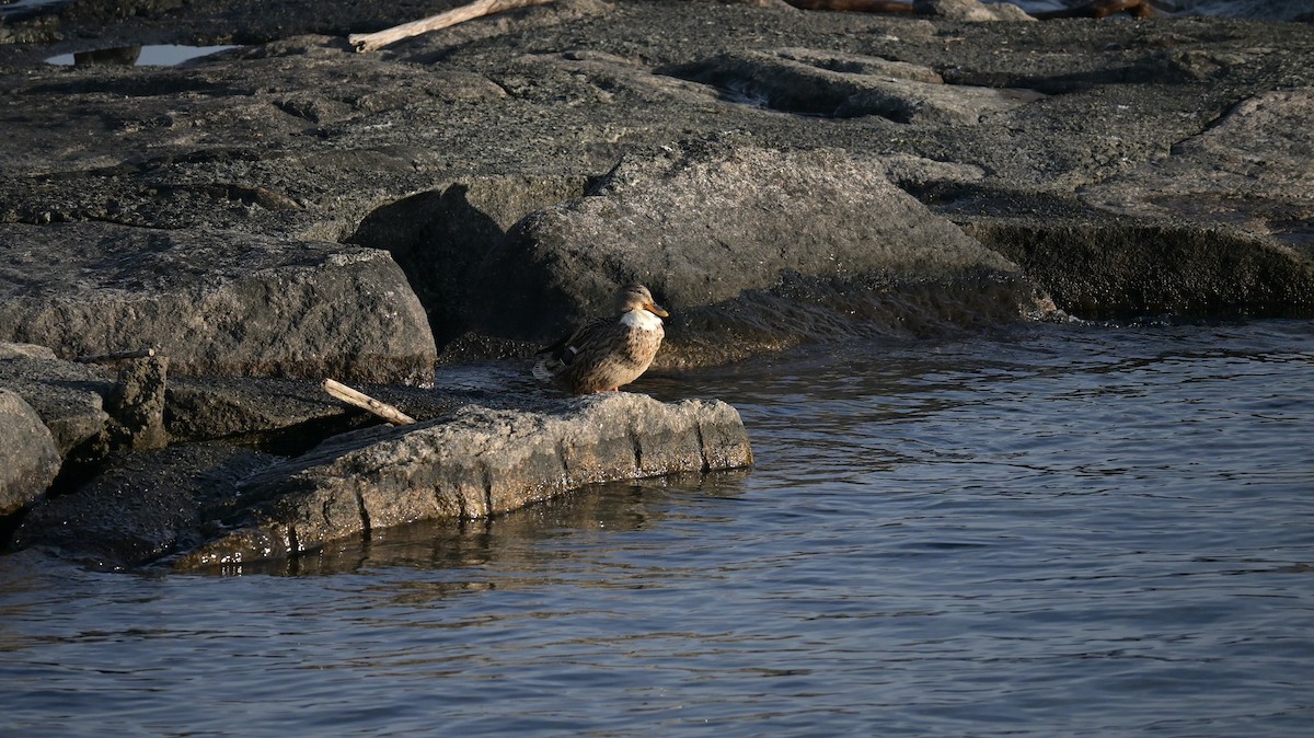 Basahatea (etxekoa) - ML646973245