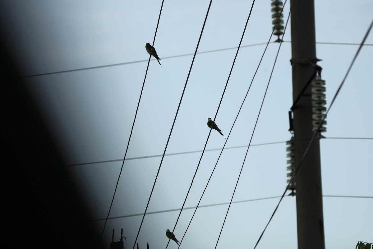 vlha modrolící - ML646973247