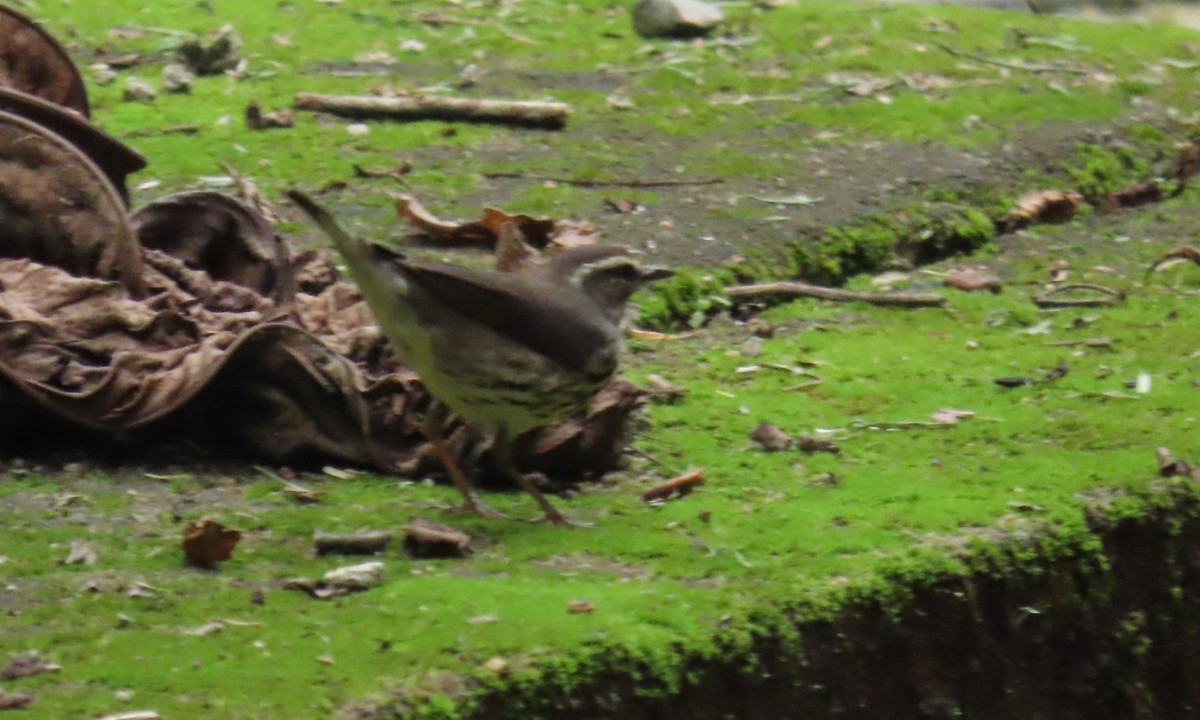 Northern Waterthrush - ML646973250