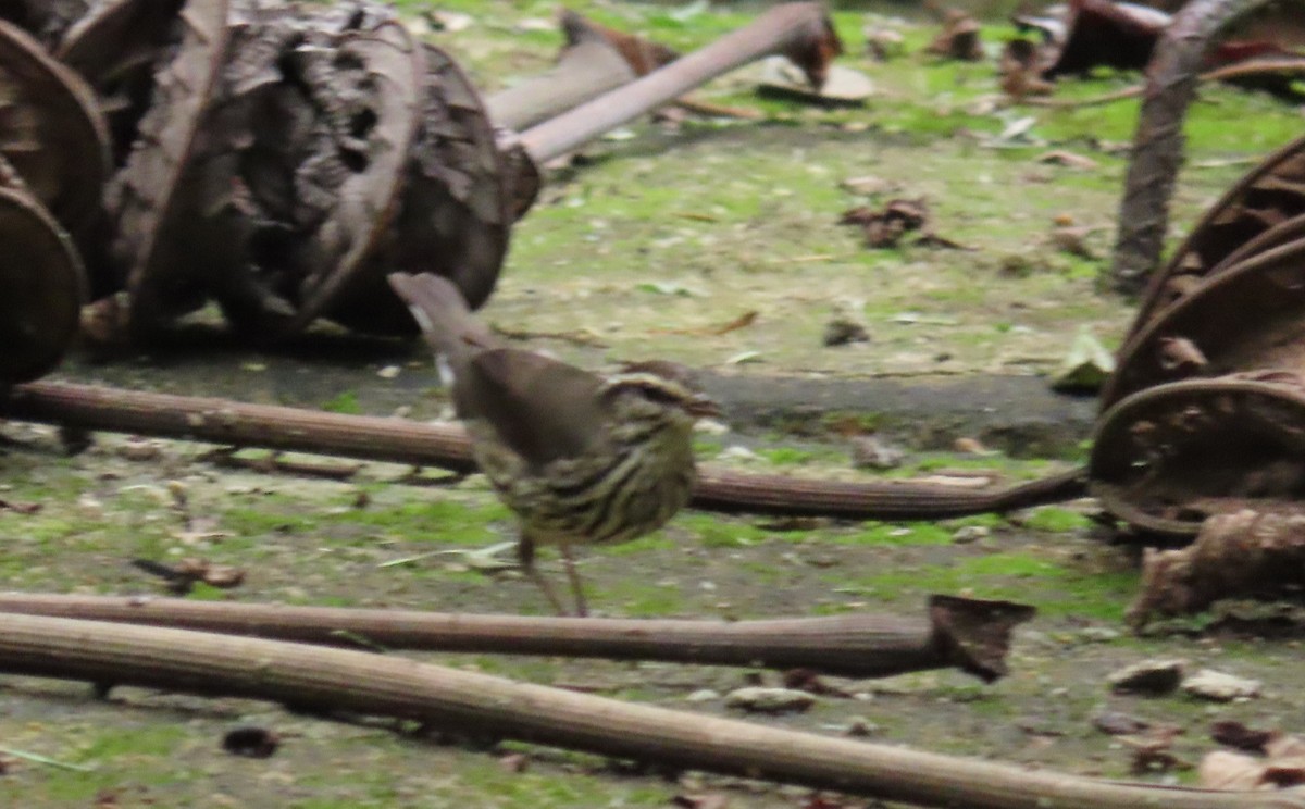 Northern Waterthrush - ML646973251