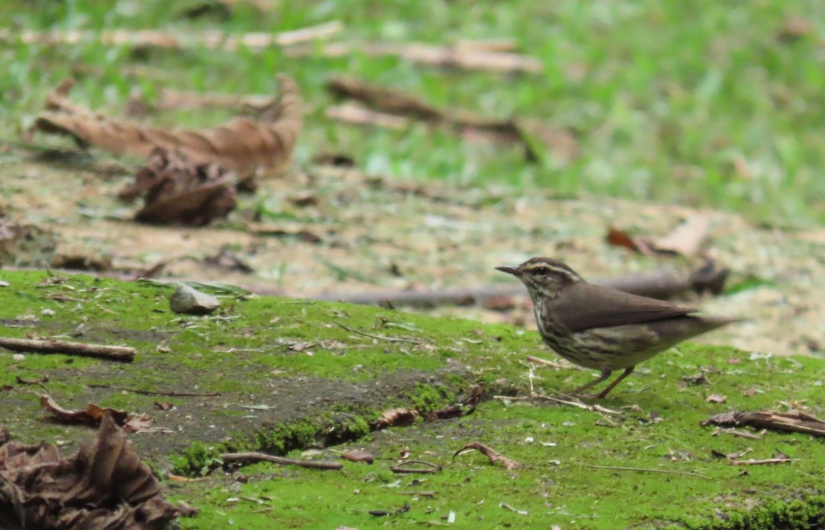 Northern Waterthrush - ML646973252