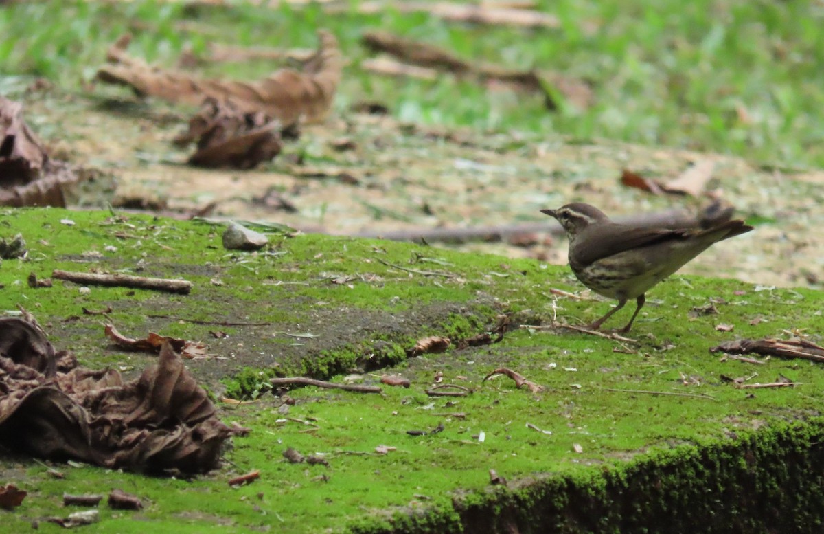 Northern Waterthrush - ML646973253
