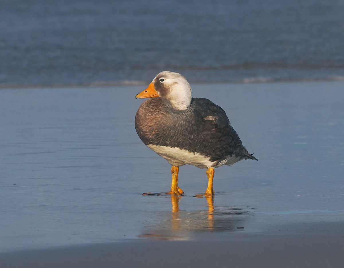 Falkland Steamer-Duck - ML646973259