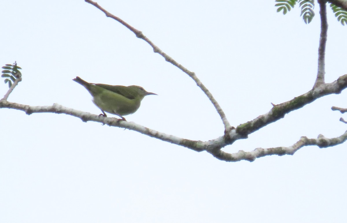 Красноногий саи - ML646973261