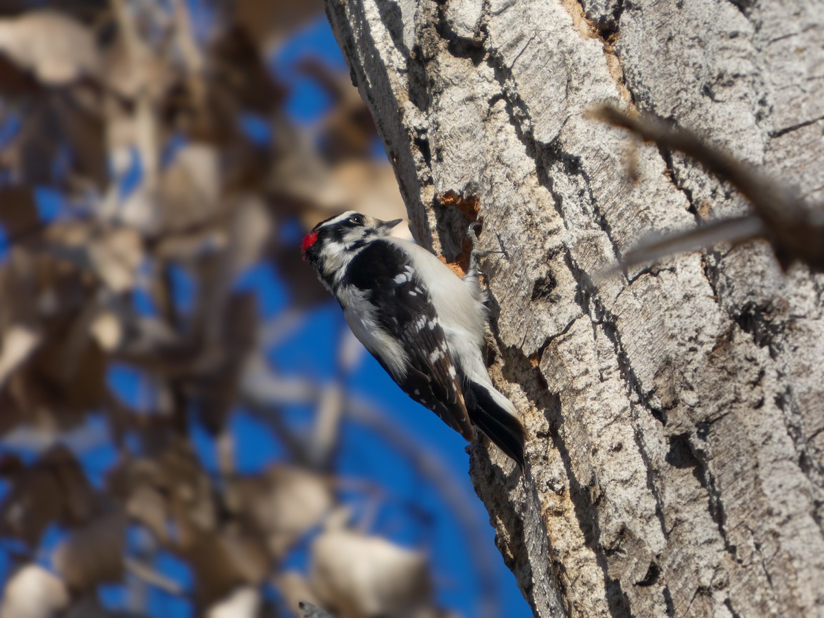 Downy Woodpecker - ML646973263
