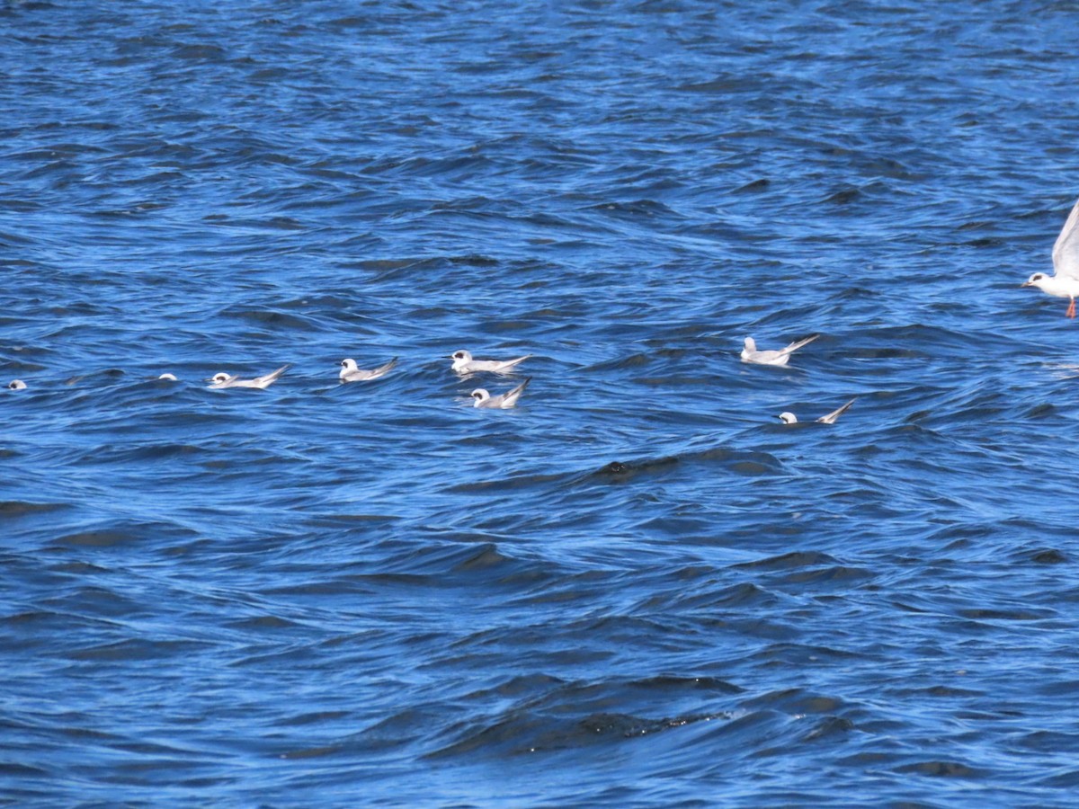 Forster's Tern - ML646973267
