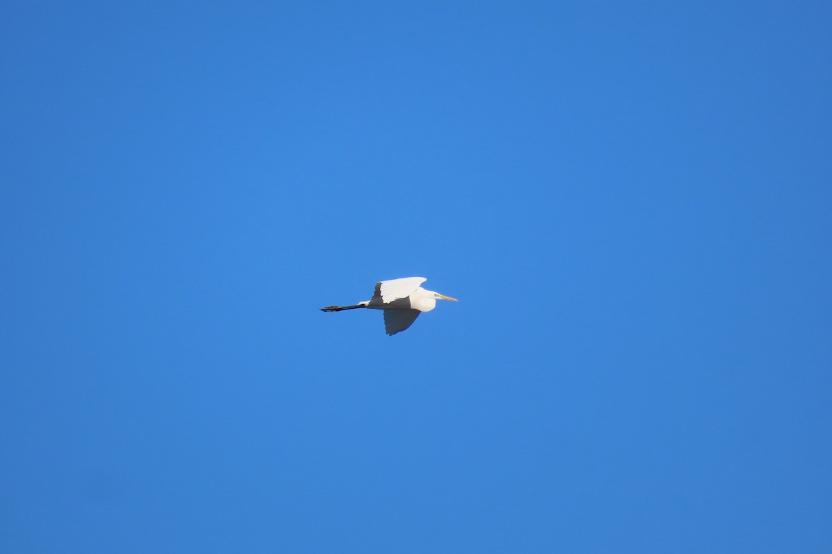 Büyük Ak Balıkçıl - ML646973280