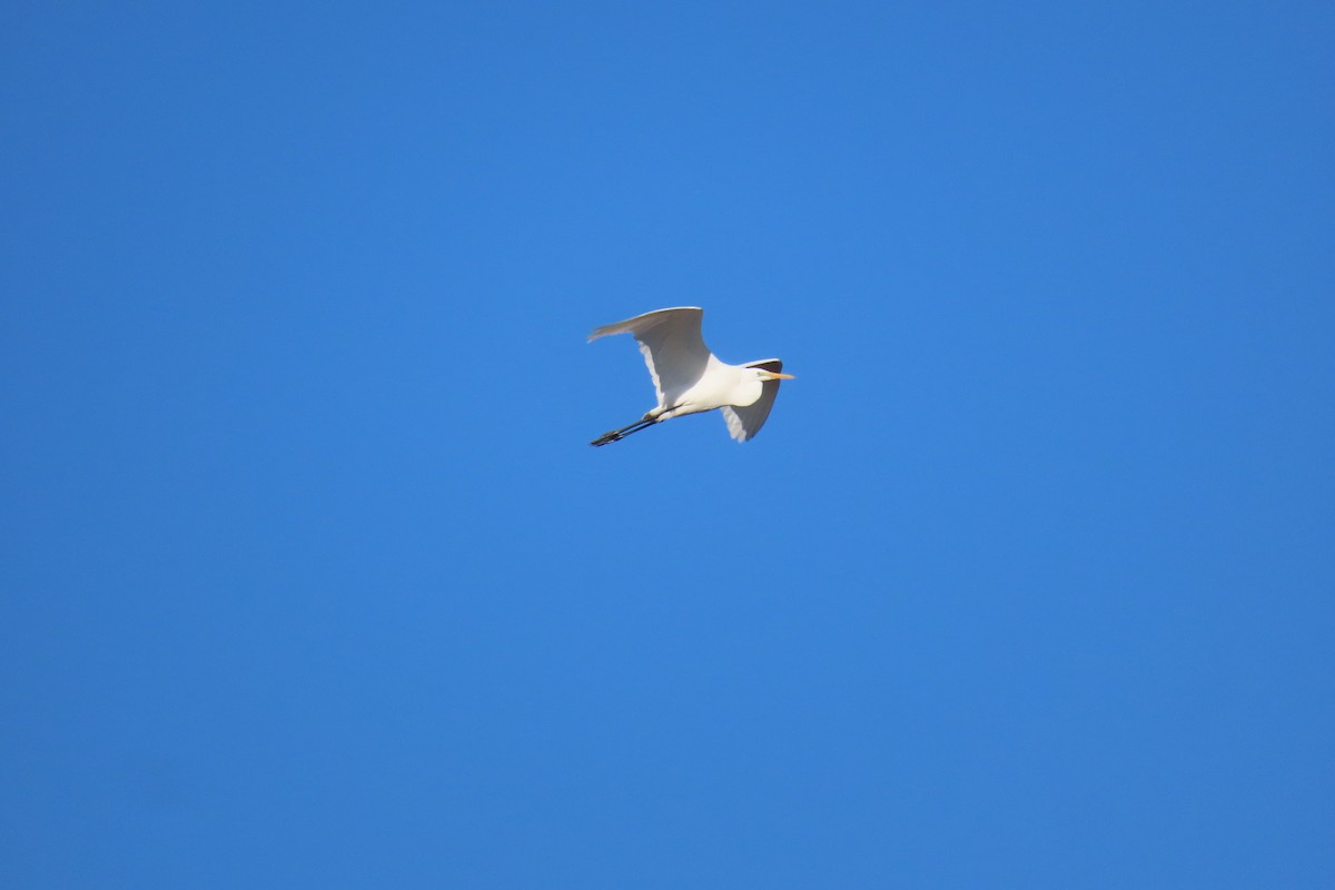 Büyük Ak Balıkçıl - ML646973282