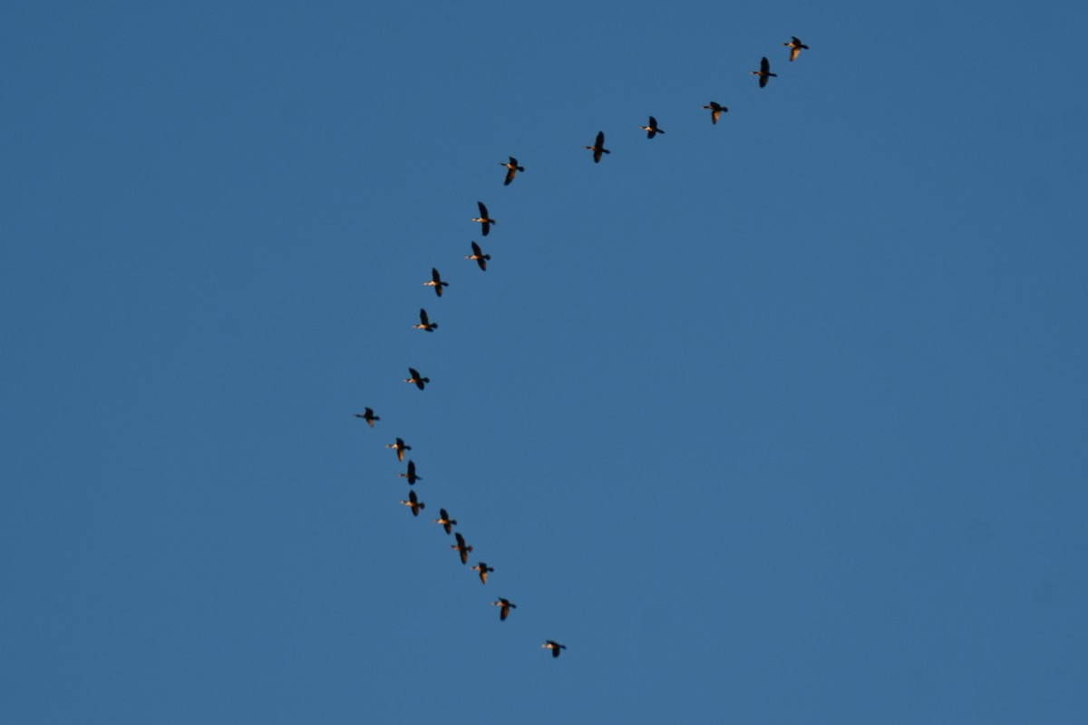 Double-crested Cormorant - ML646973297