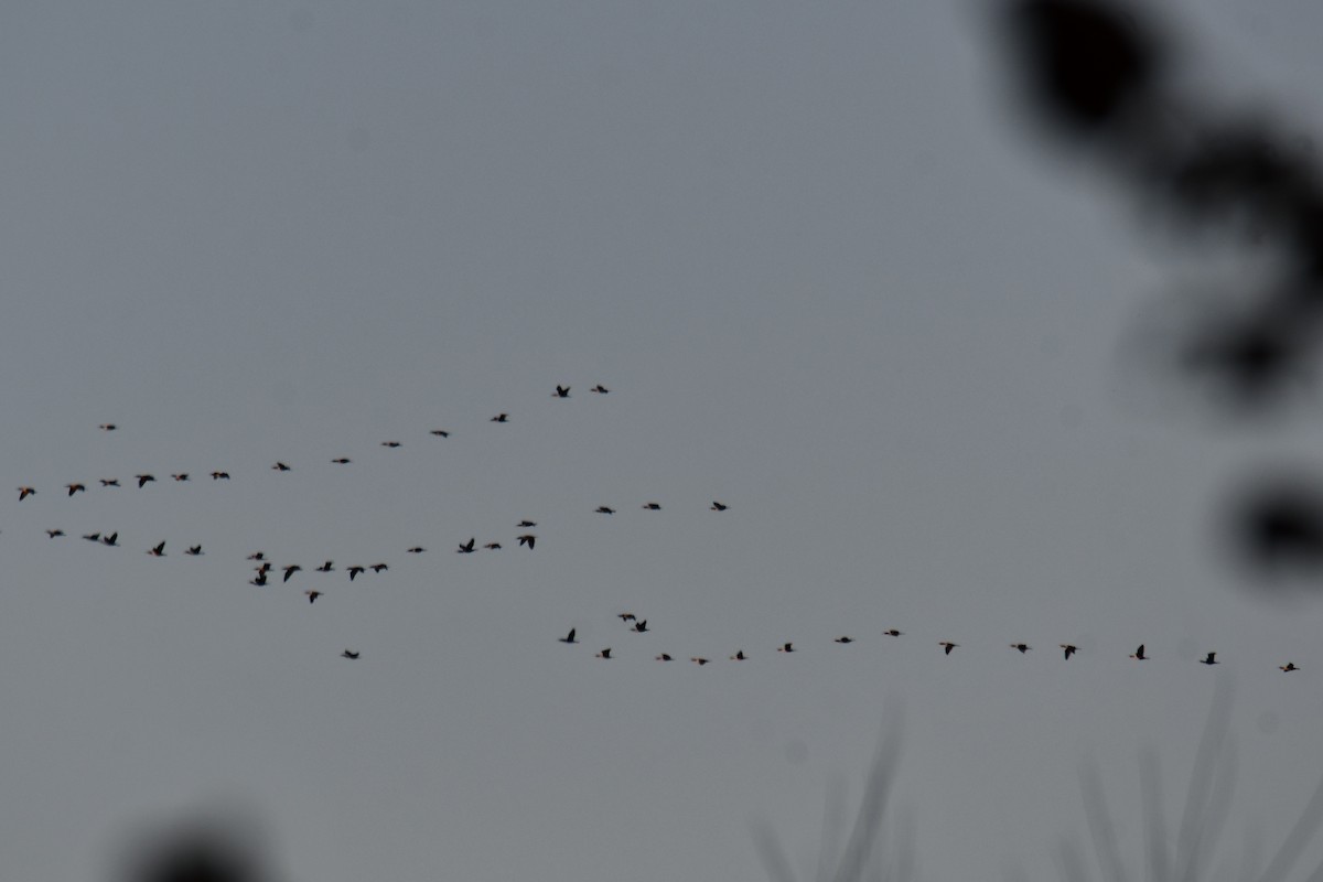 Double-crested Cormorant - ML646973302