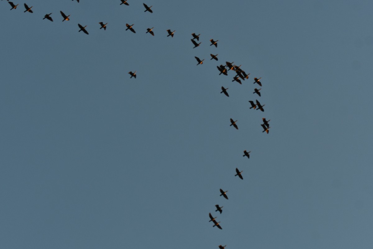 Double-crested Cormorant - ML646973304