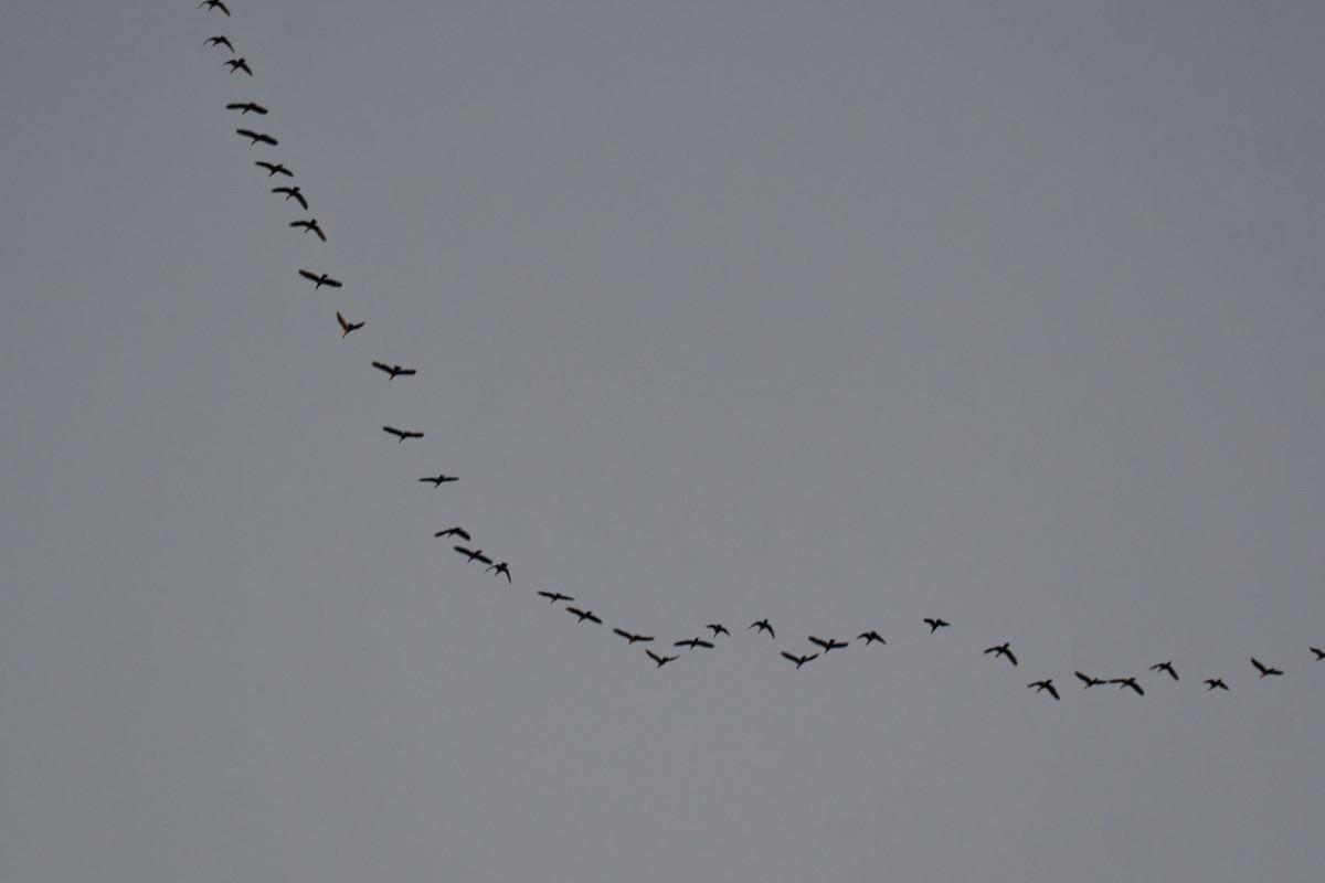 Double-crested Cormorant - ML646973305