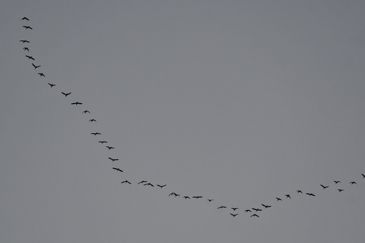 Double-crested Cormorant - ML646973306