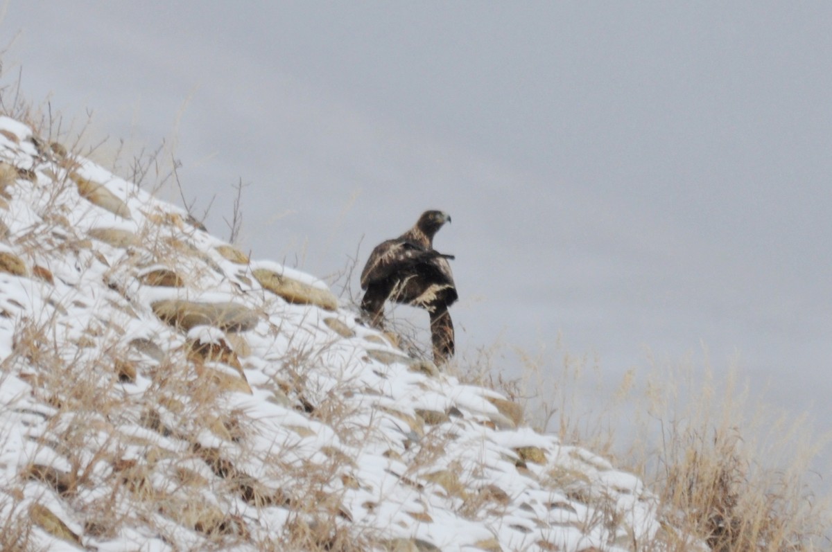 Беркут - ML646973316