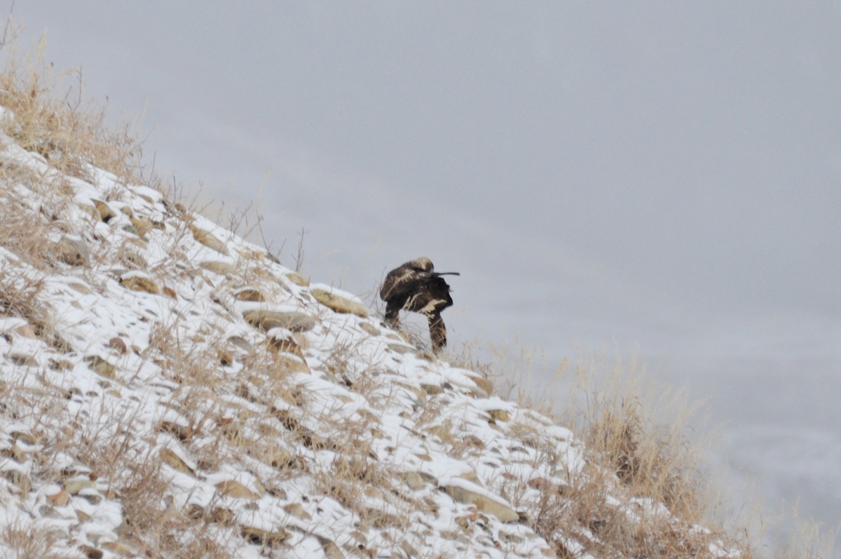 Беркут - ML646973317