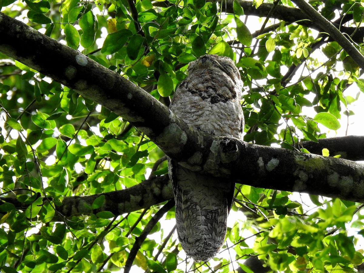 Great Potoo - ML646973324